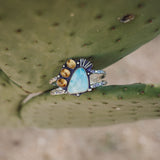 Statement Cuff in Larimar and Amber